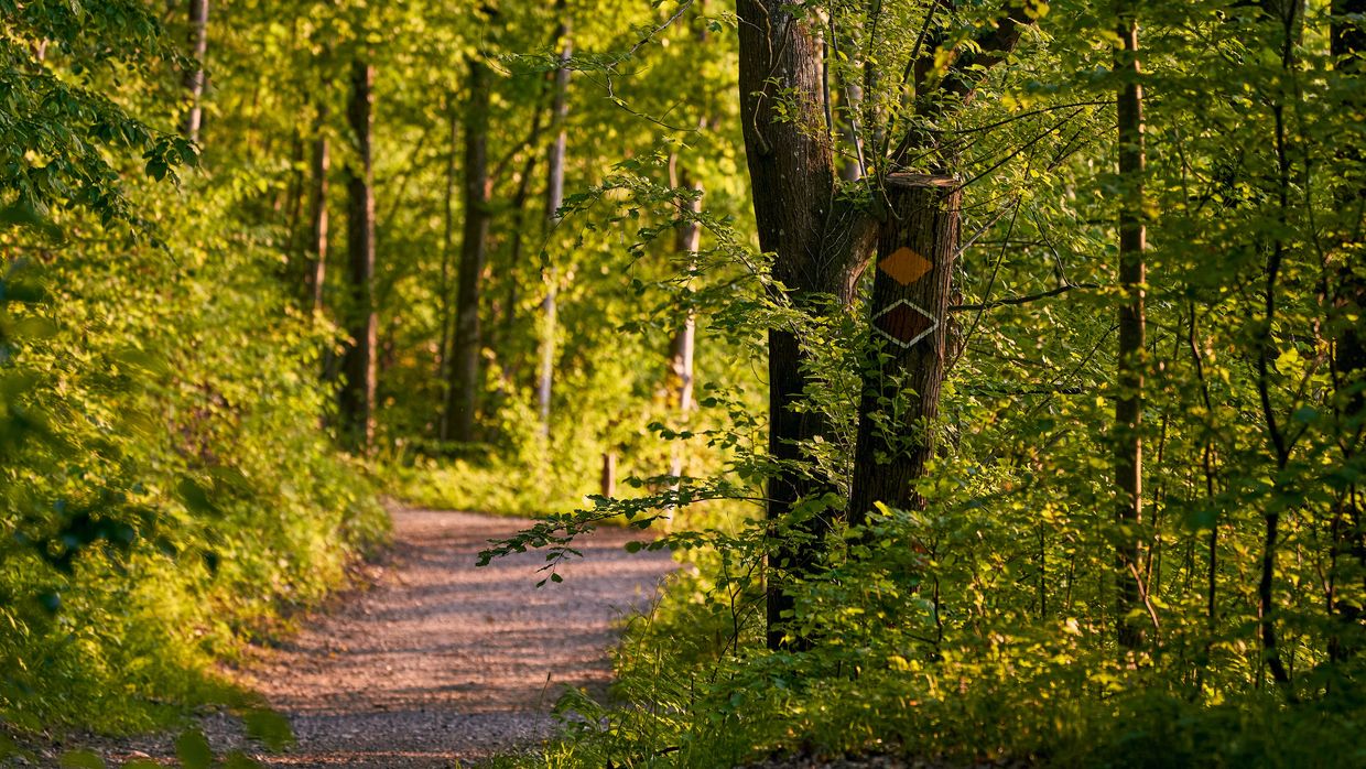 FrühlingWaldWeiterbildung